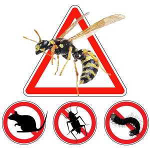 URGENCE guêpes frelons NUISIBLES, un expert anti nuisible à Orléans